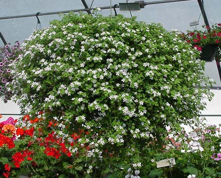 bacopa