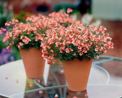 diascia