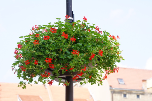 pelargonia